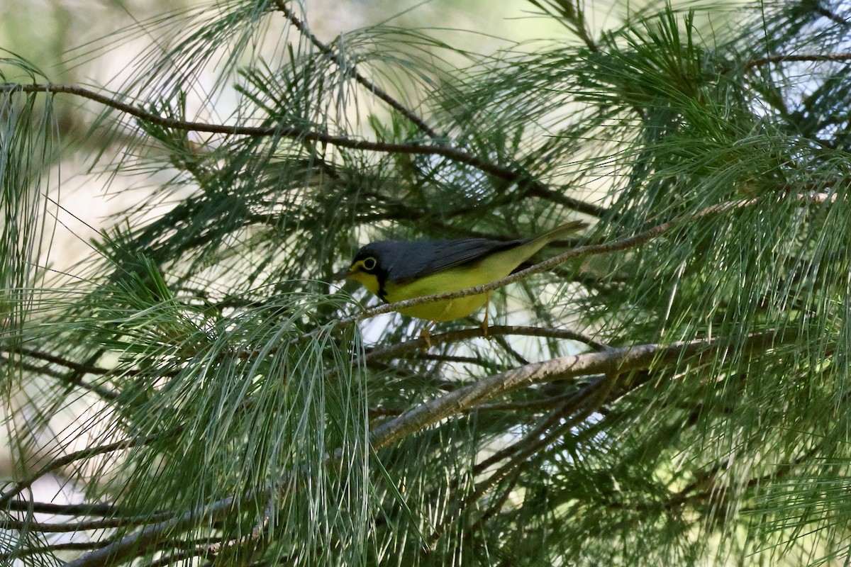 Canada Warbler - ML636341761