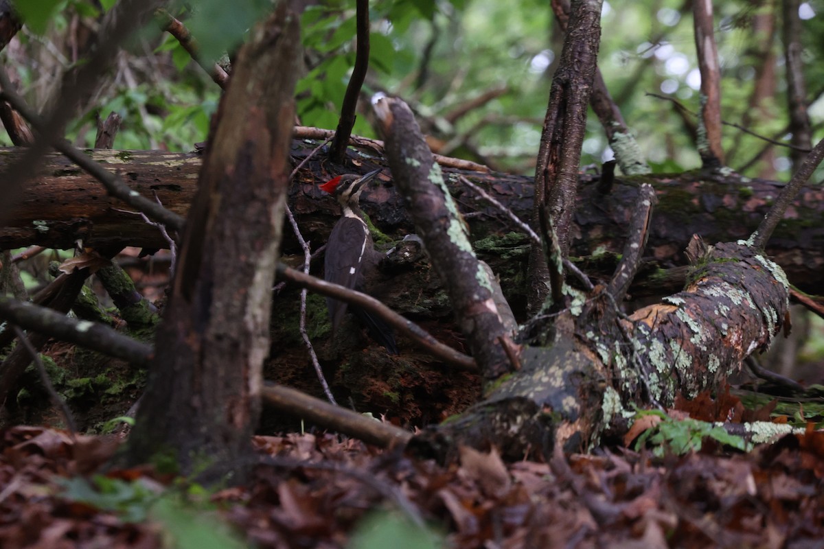 Pileated Woodpecker - ML636341772