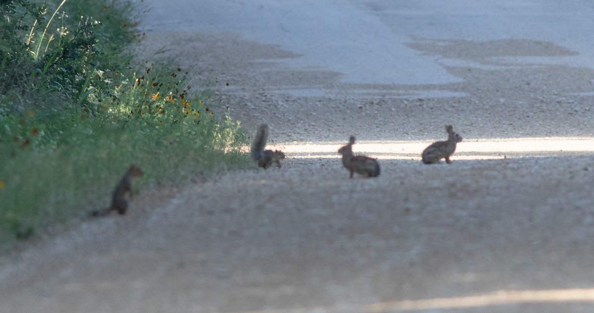 Animals - ML636341777