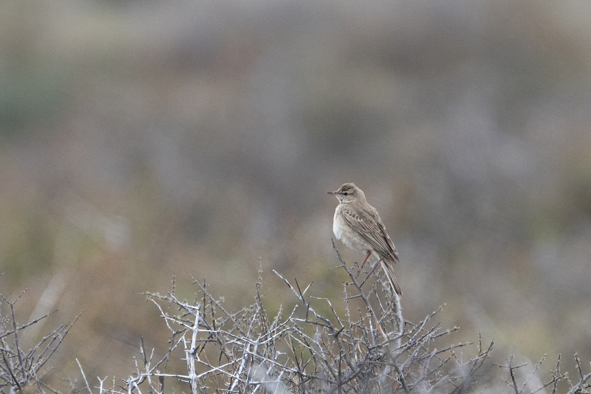 Nicholson's Pipit - ML636341790