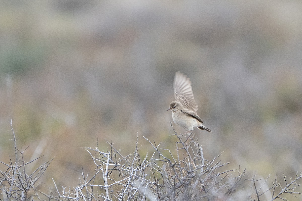 Nicholson's Pipit - ML636341791