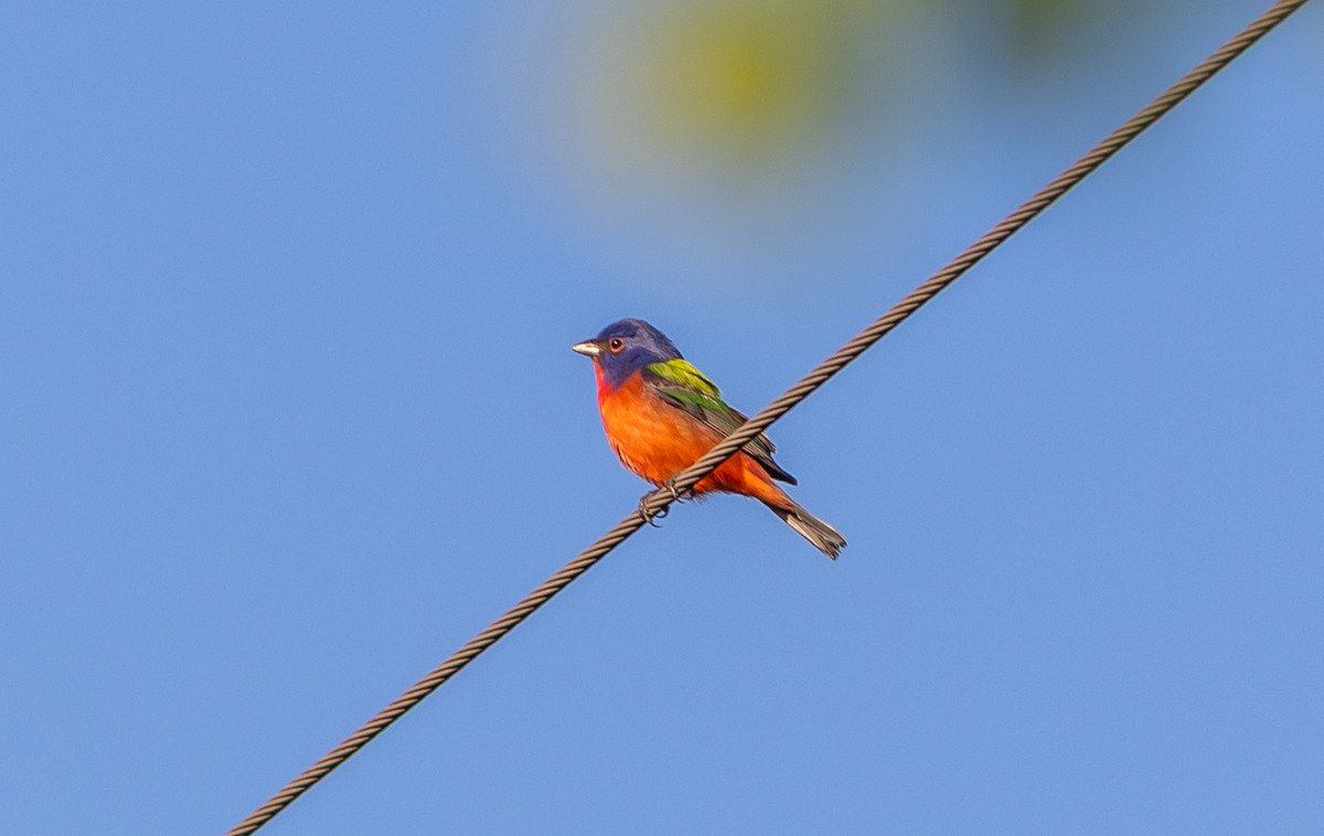 Painted Bunting - ML636341793