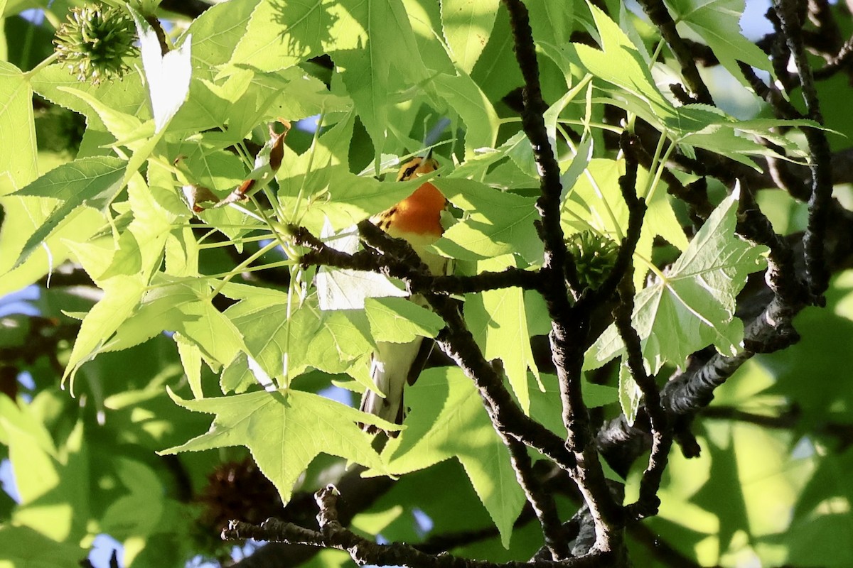 Blackburnian Warbler - ML636341869