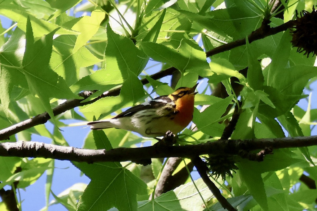 Blackburnian Warbler - ML636341870