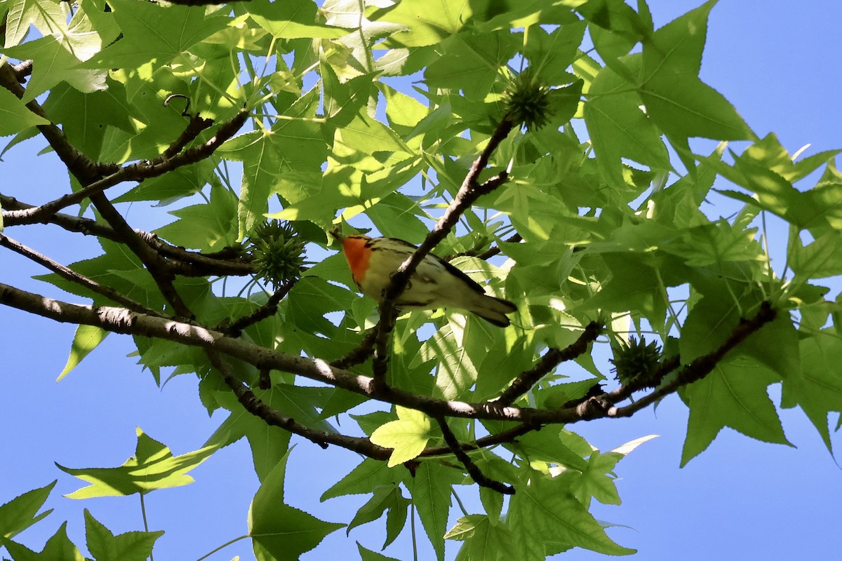 Blackburnian Warbler - ML636341871