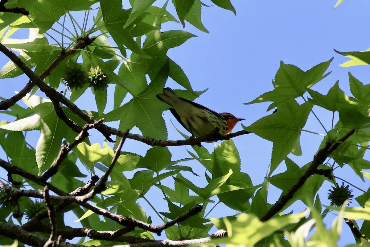 Blackburnian Warbler - ML636341872
