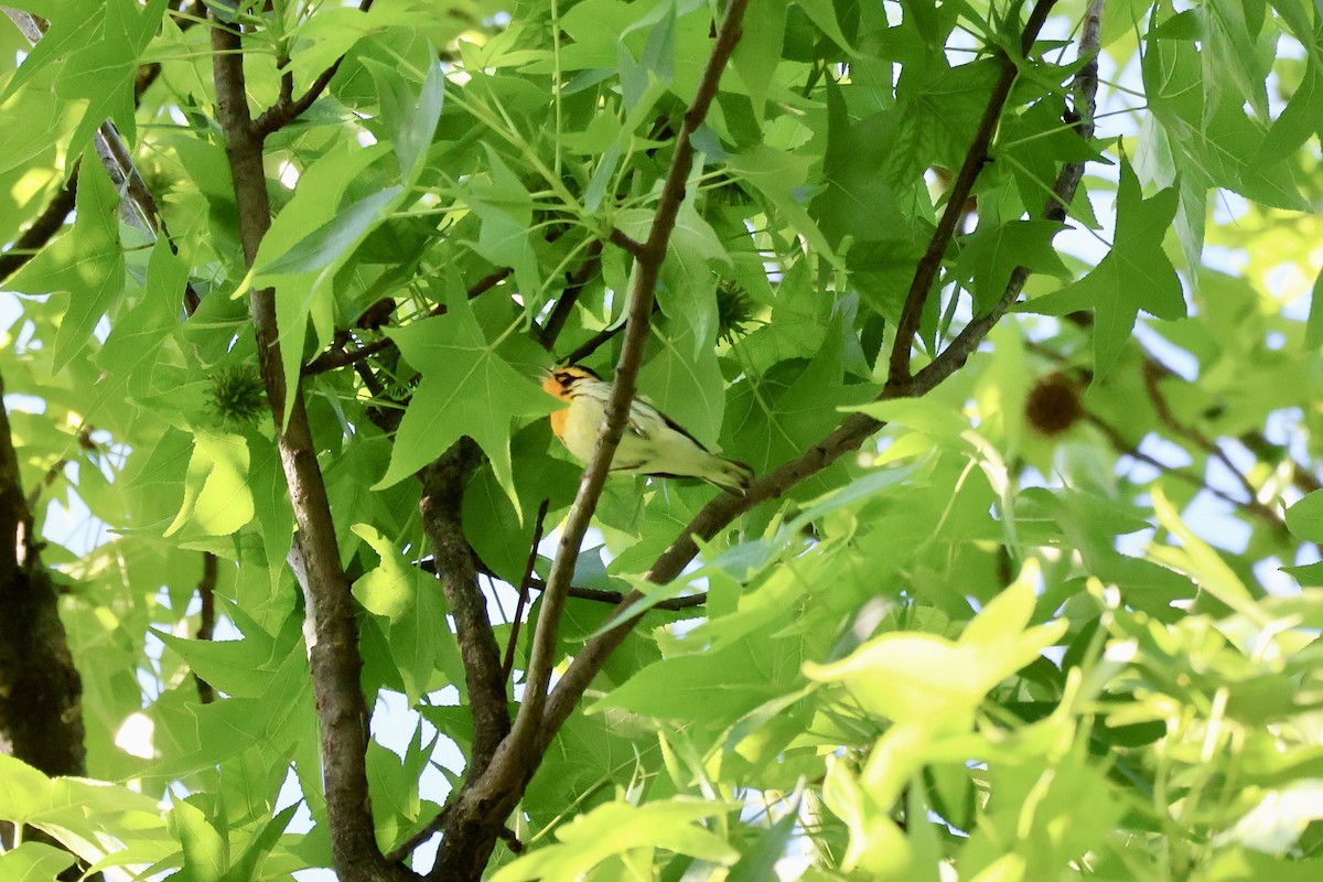 Blackburnian Warbler - ML636341873