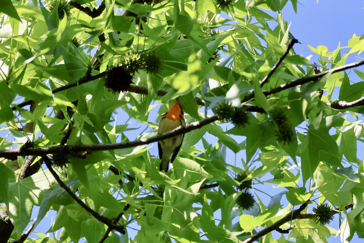 Blackburnian Warbler - ML636341874