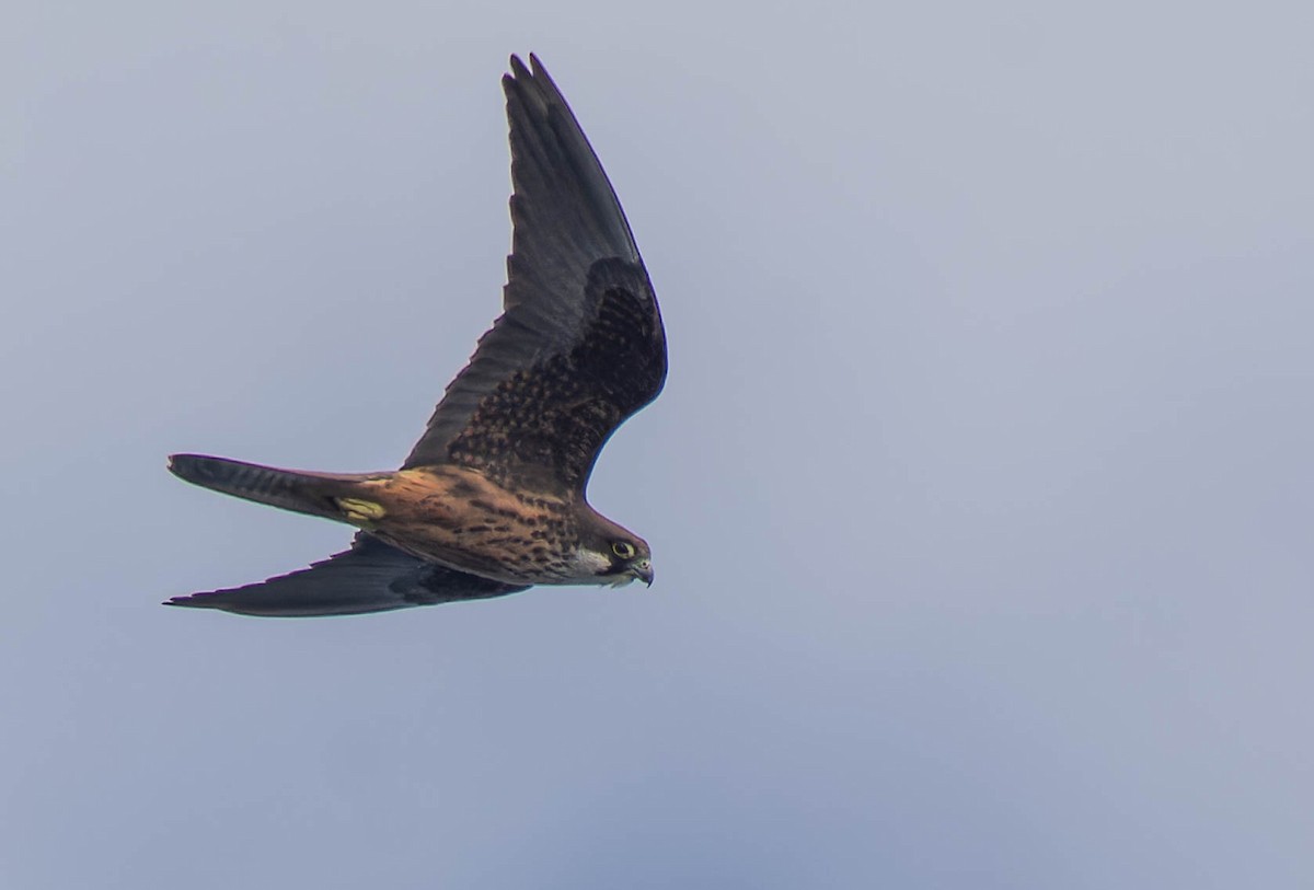 Eleonora belatza - ML636341924