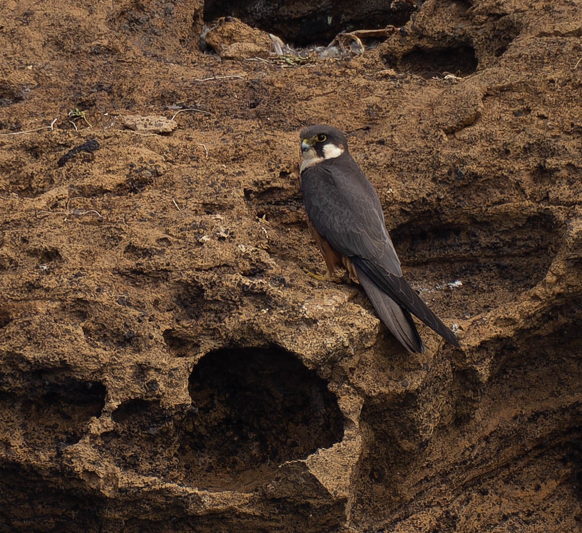 Eleonora belatza - ML636341925