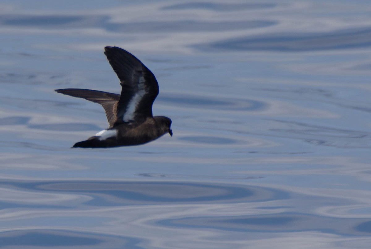 Ekaitz-txori txikia - ML636341929