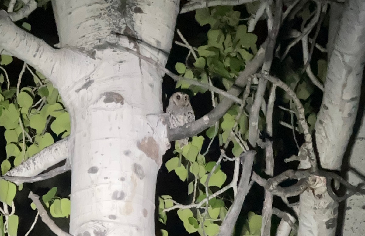 Flammulated Owl - ML636341946