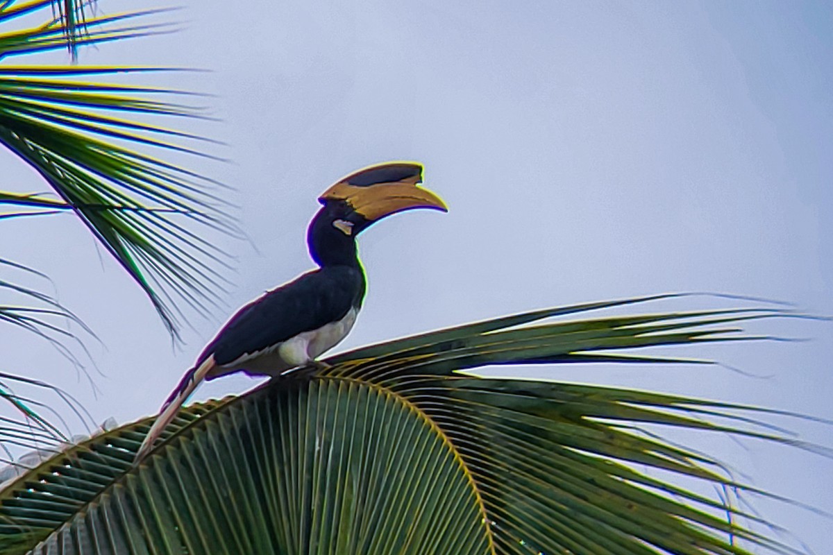 Calao de Malabar - ML636342019