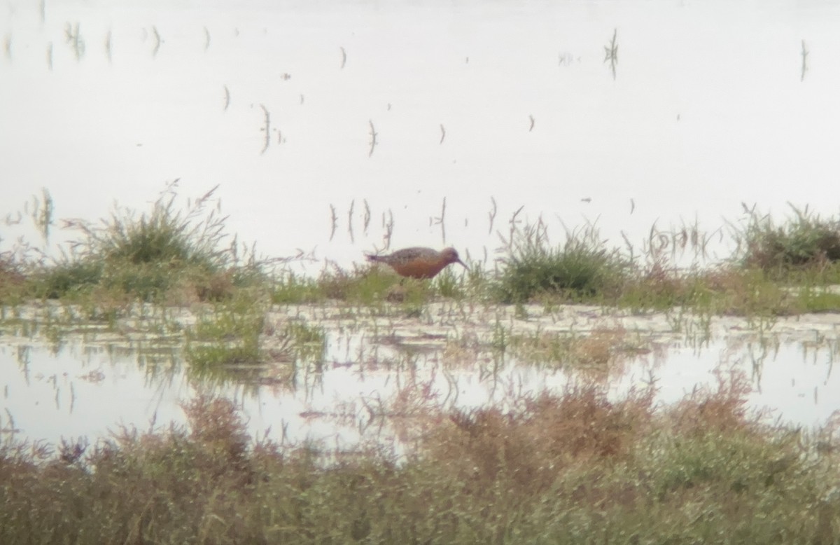 Red Knot - ML636342042