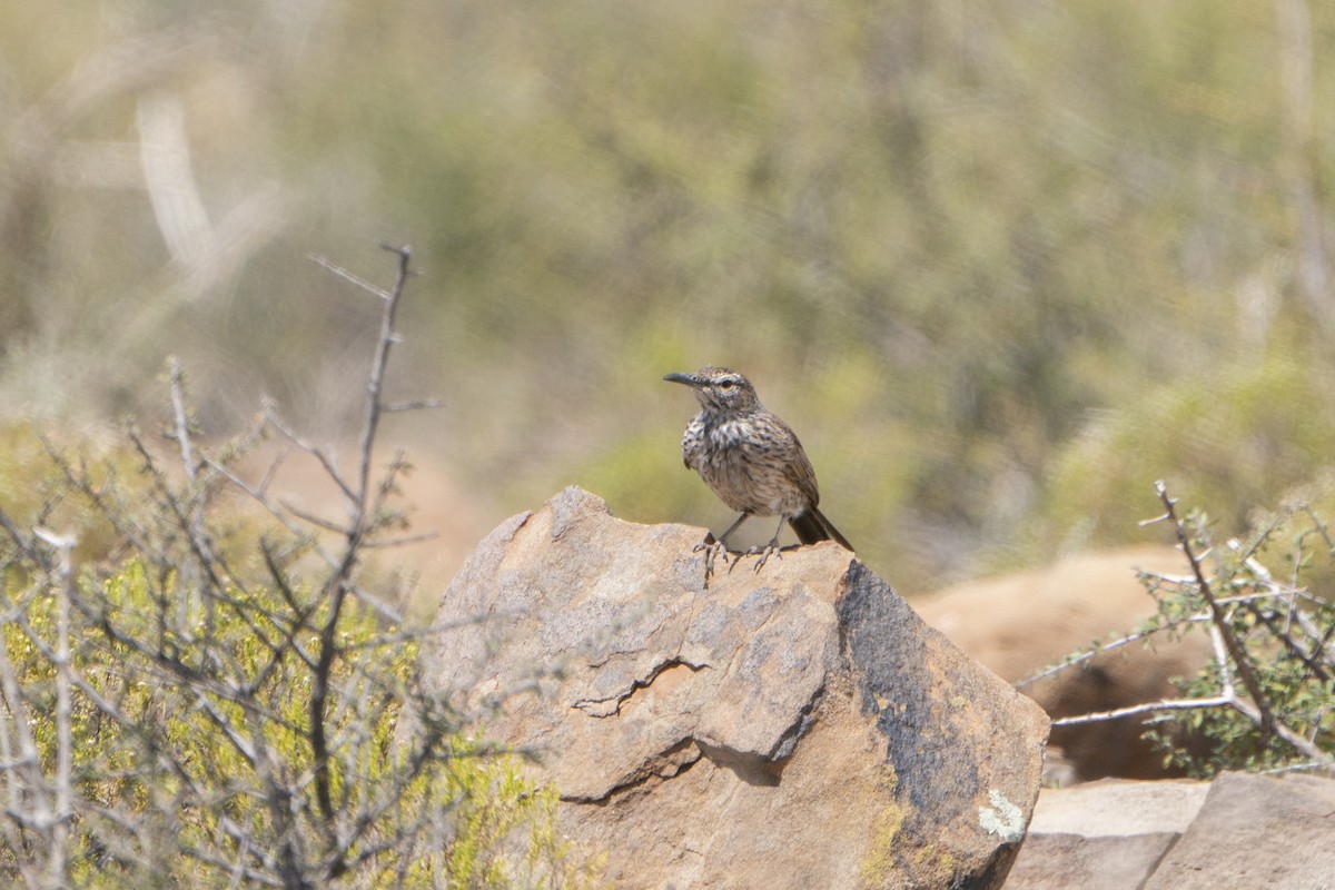 Karoo Long-billed Lark - ML636342048