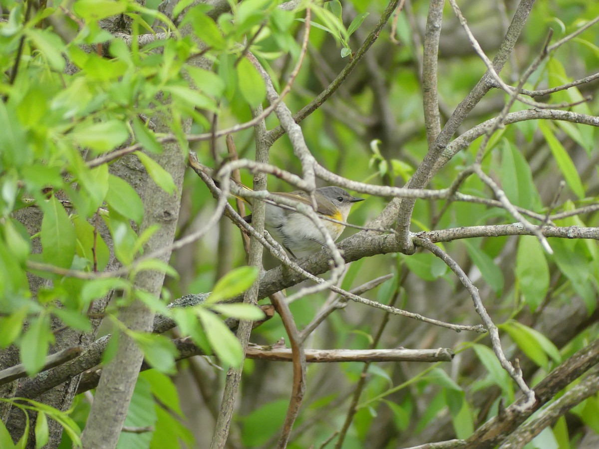 American Redstart - ML636342072