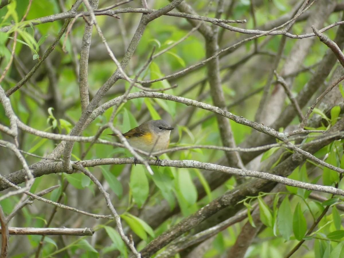 American Redstart - ML636342081