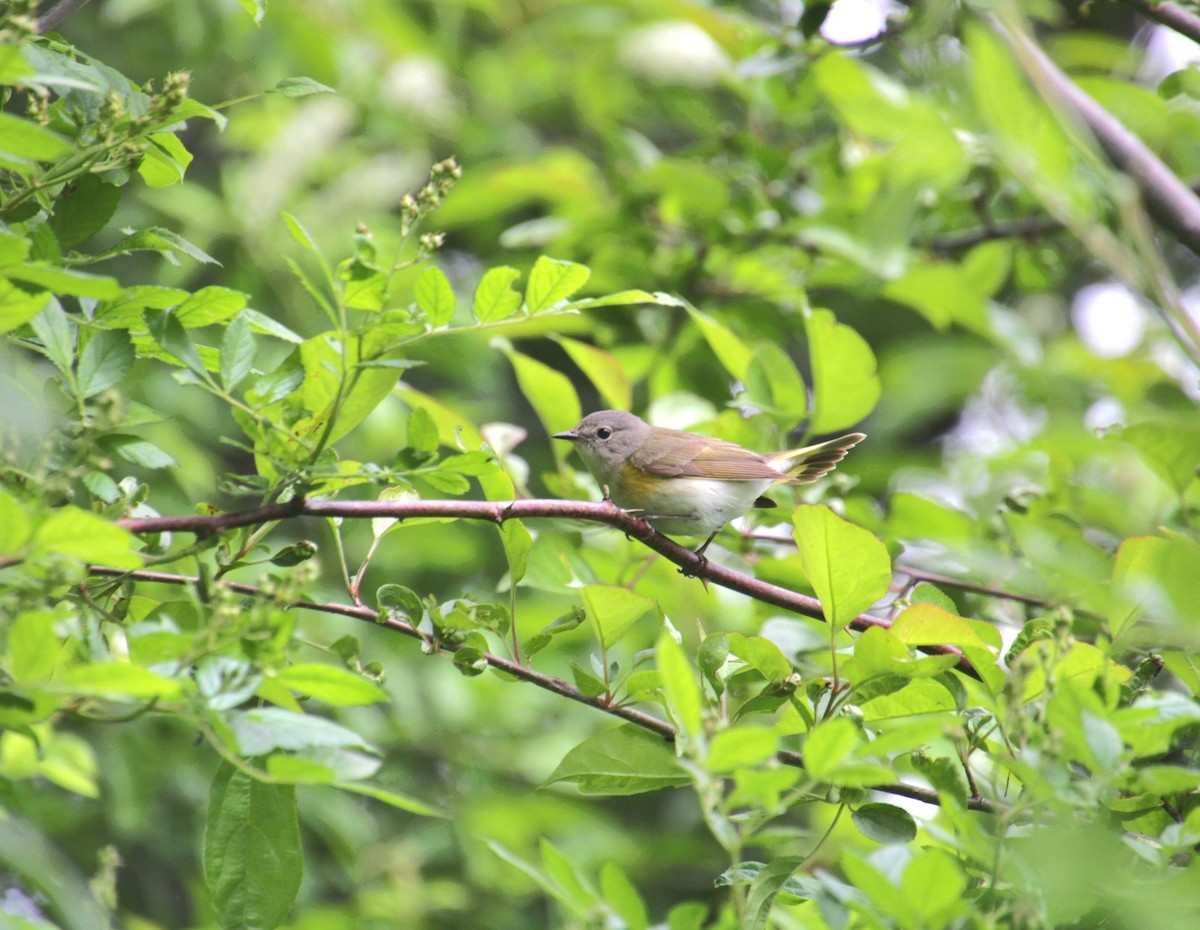 American Redstart - ML636342108