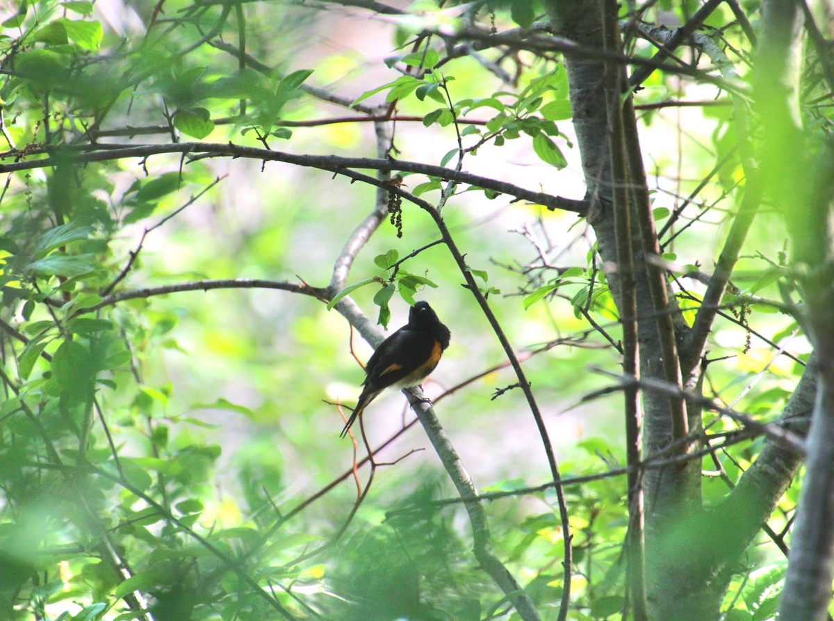 American Redstart - ML636342109