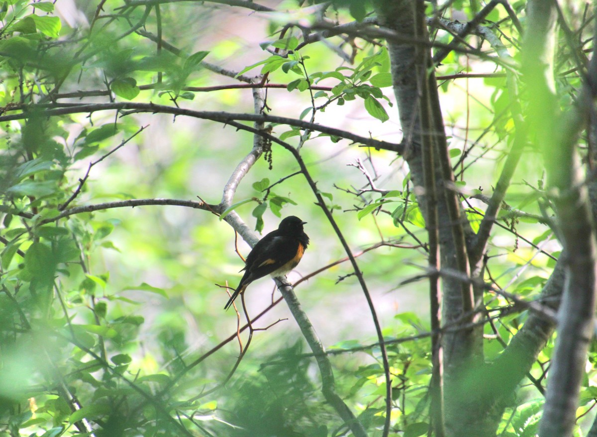 American Redstart - ML636342111