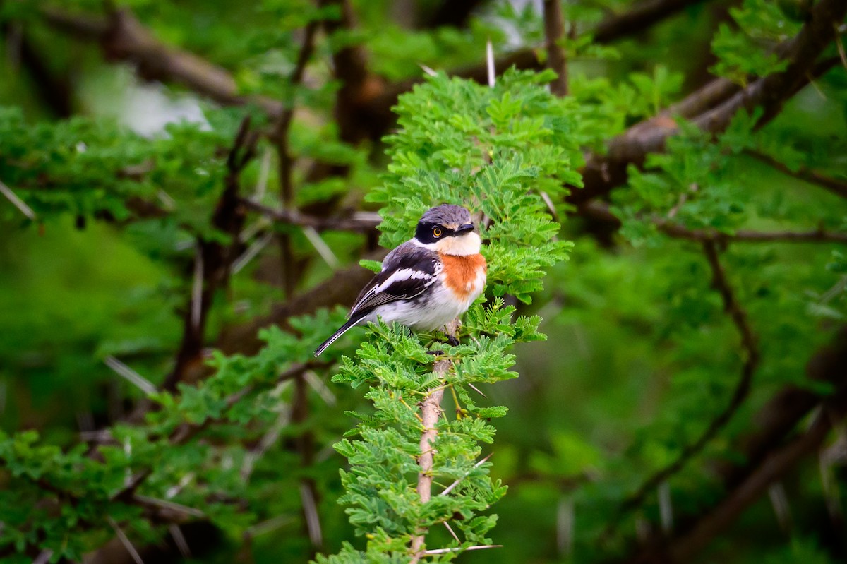 Pygmy Batis - ML636342157