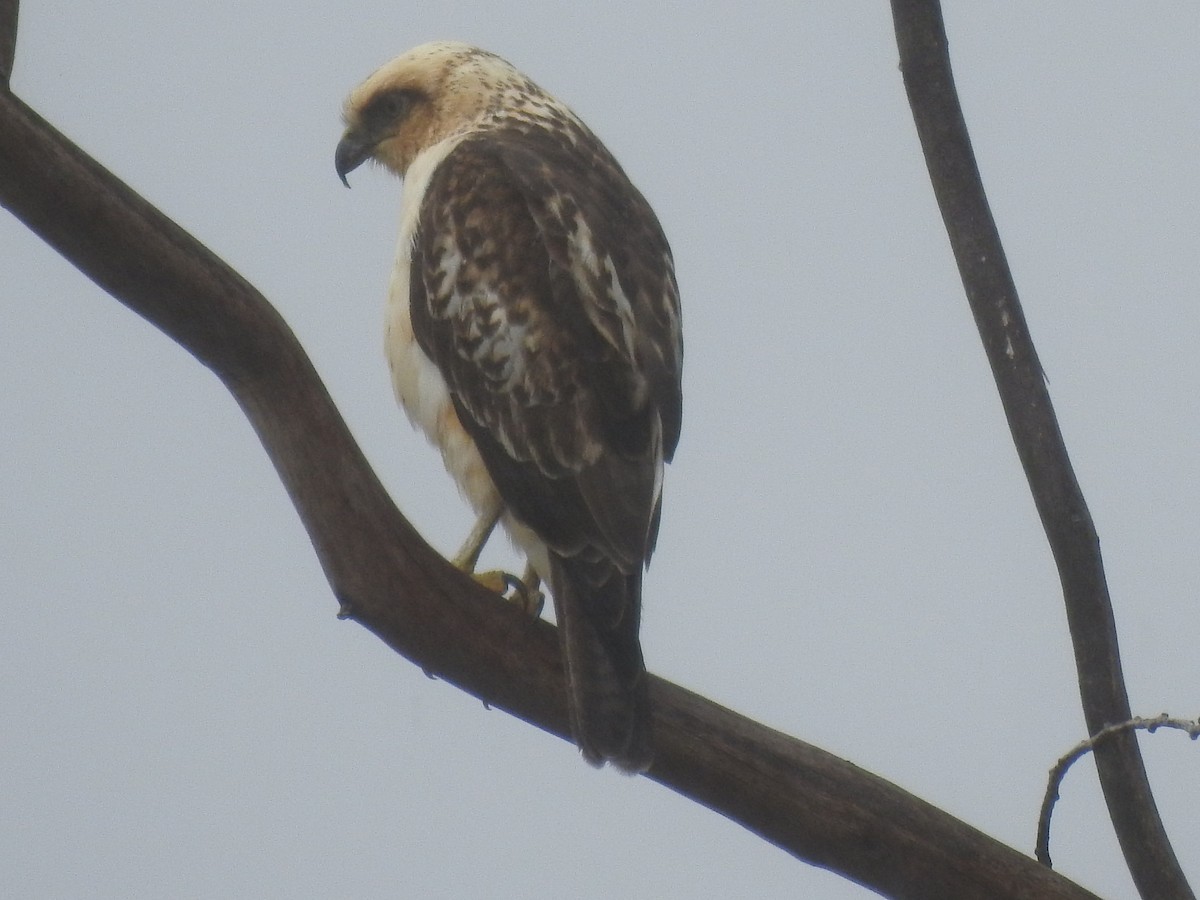 Hawaiian Hawk - ML636342198