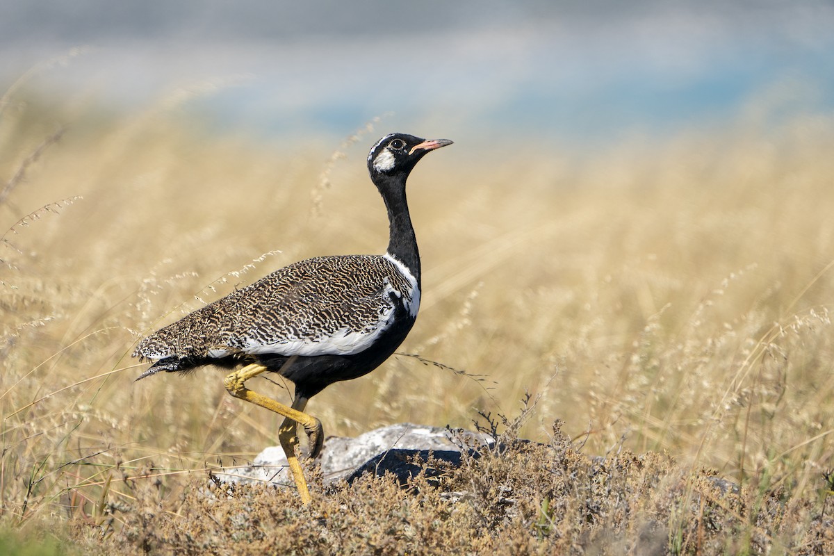 Black Bustard - ML636342212