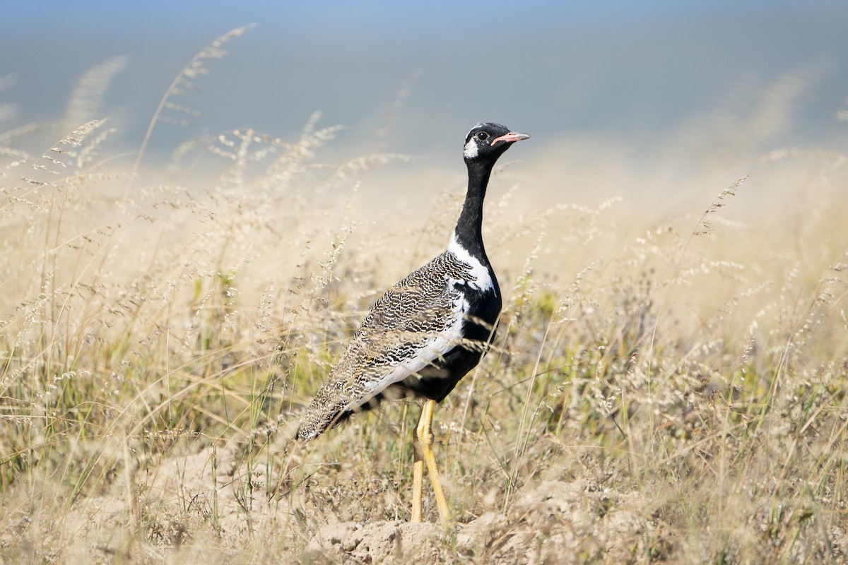 Black Bustard - ML636342213