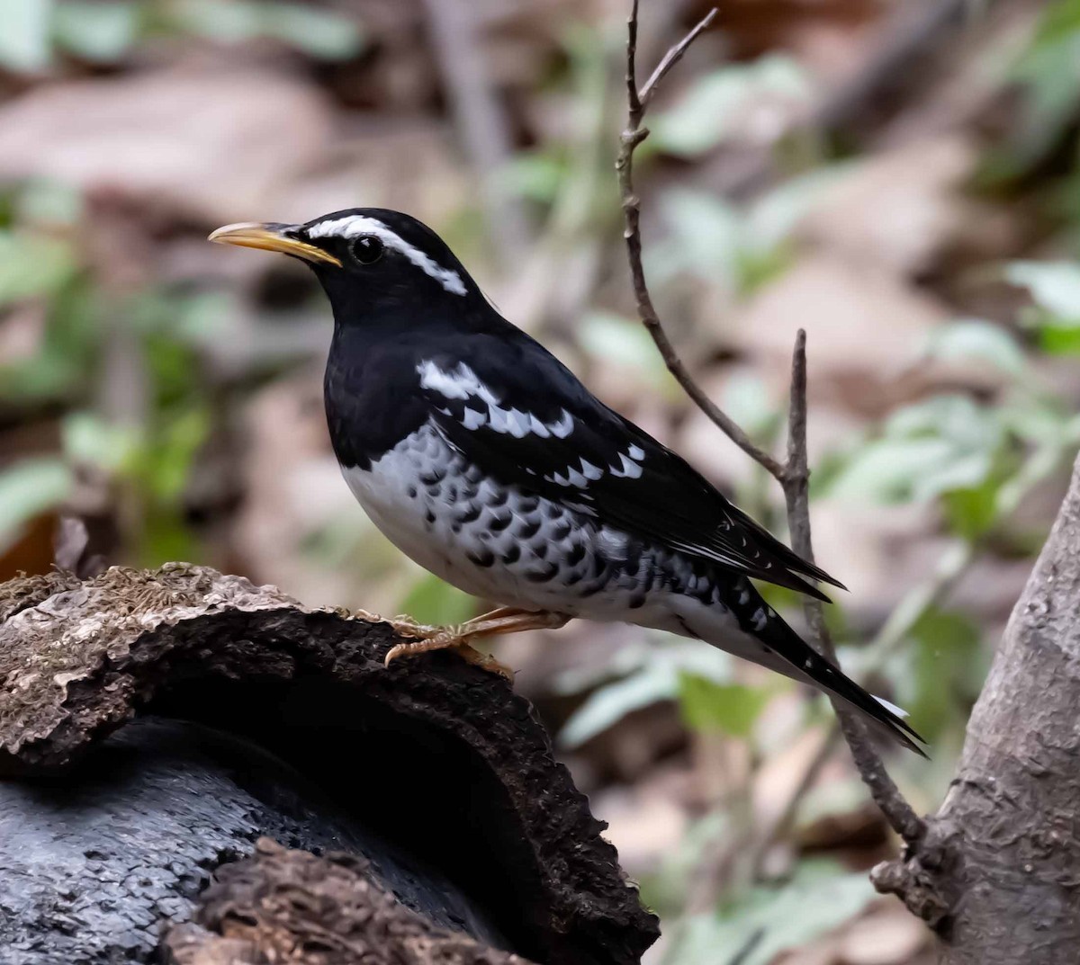 Pied Thrush - ML636342274