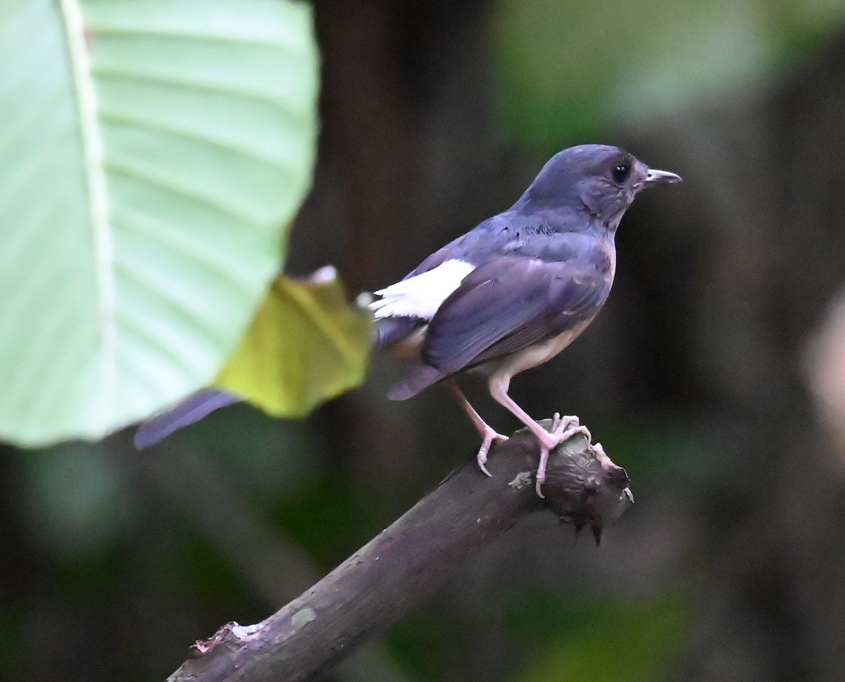 White-rumped Shama - ML636342311