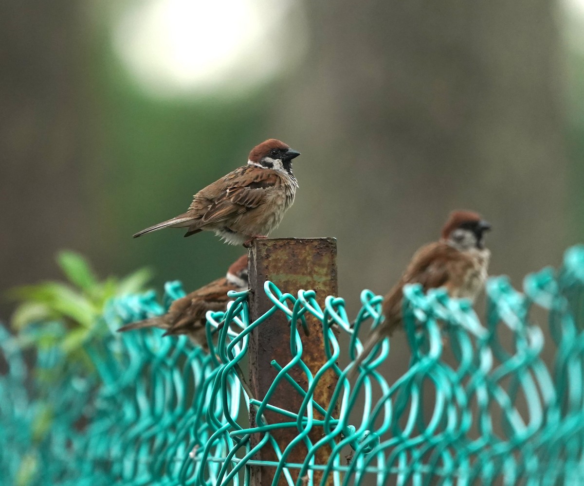 Eurasian Tree Sparrow - ML636342399