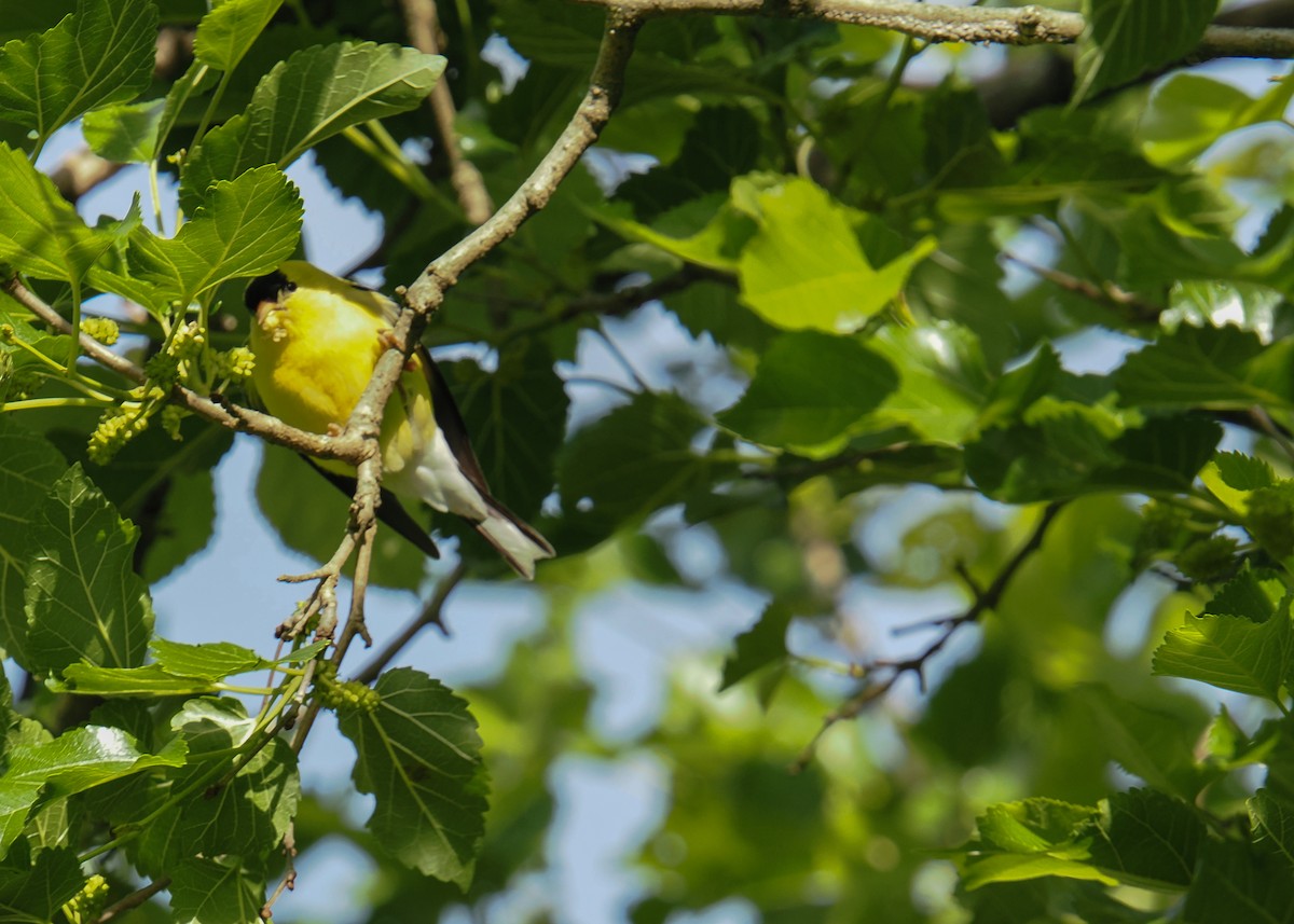 American Goldfinch - ML636342410