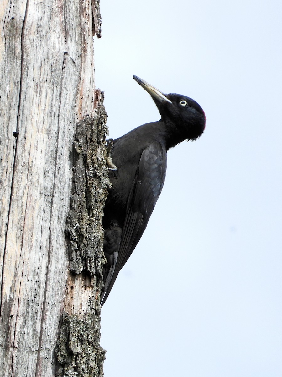 Black Woodpecker - ML636342412