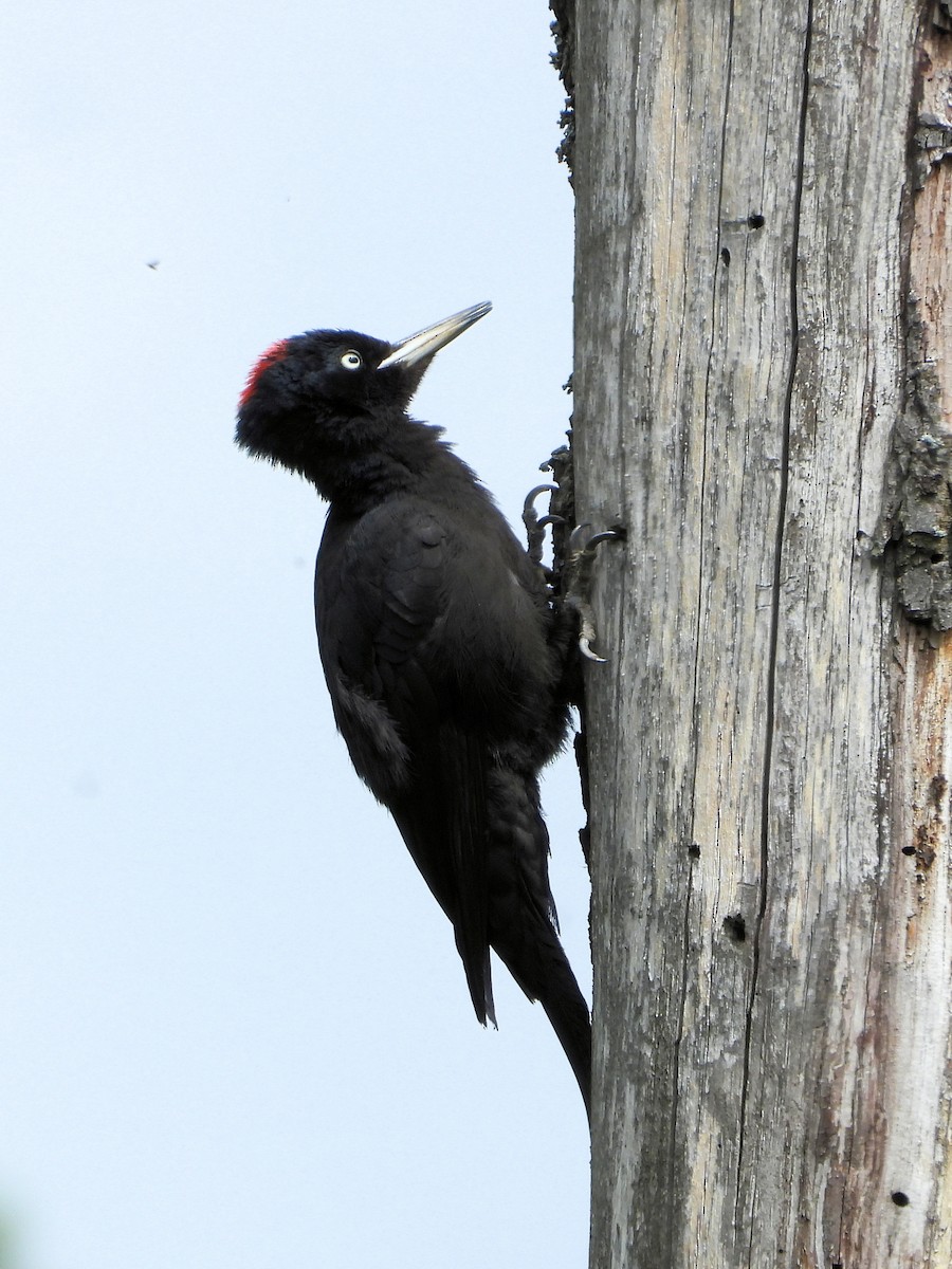Black Woodpecker - ML636342413