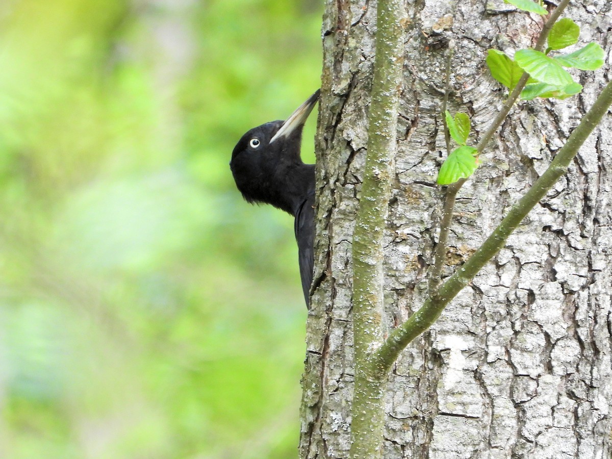 Black Woodpecker - ML636342414