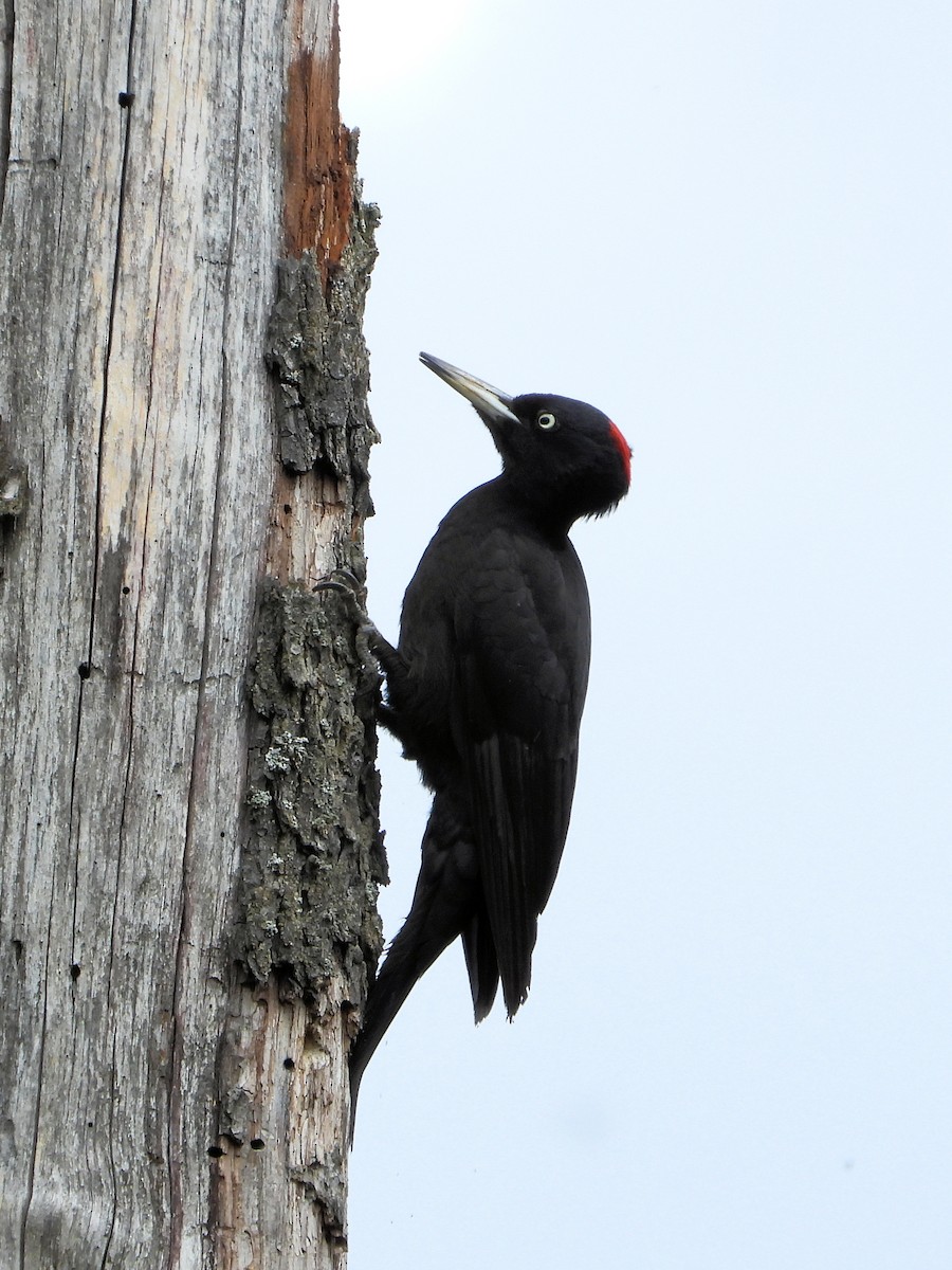 Black Woodpecker - ML636342415