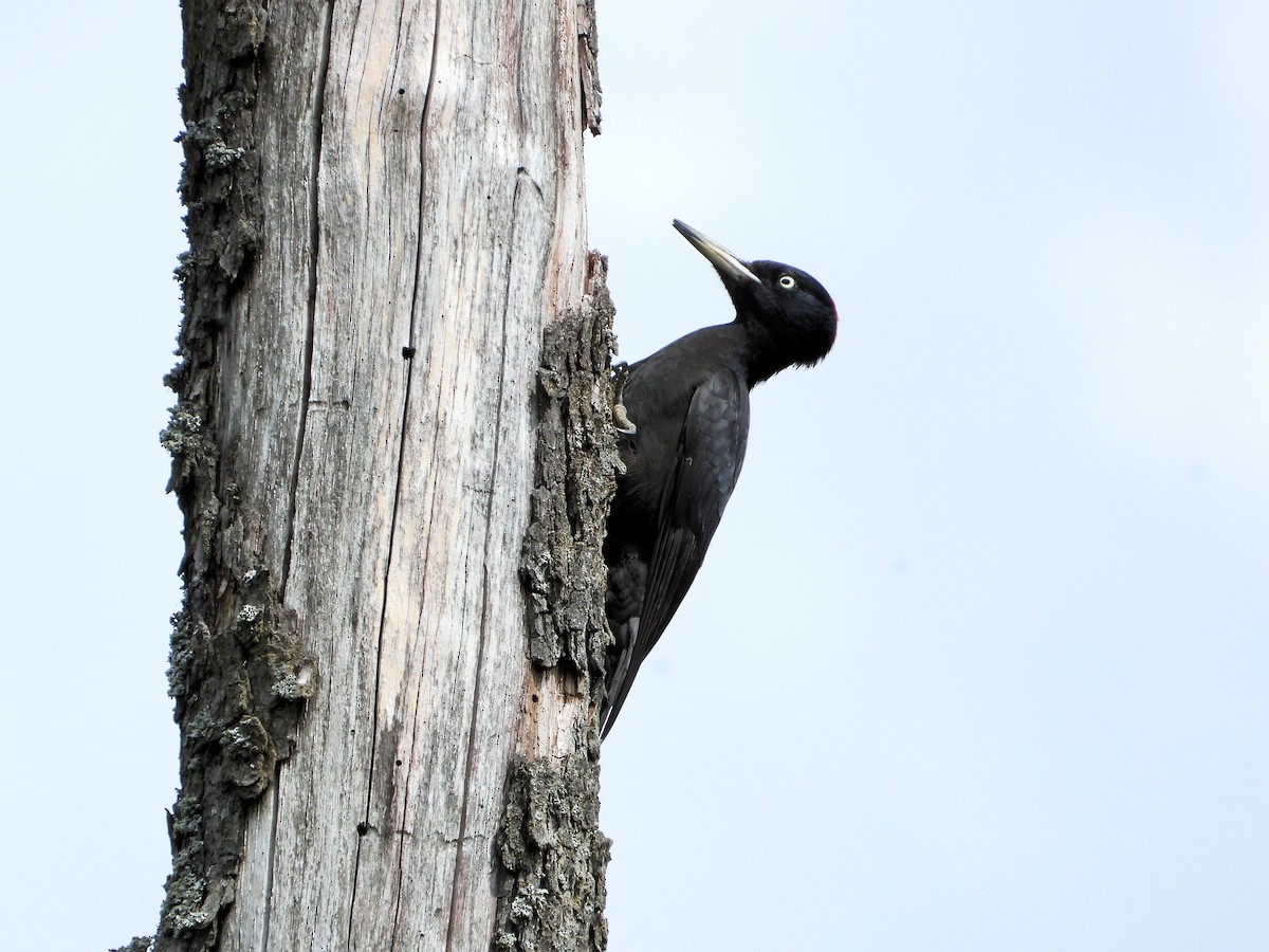 Black Woodpecker - ML636342416