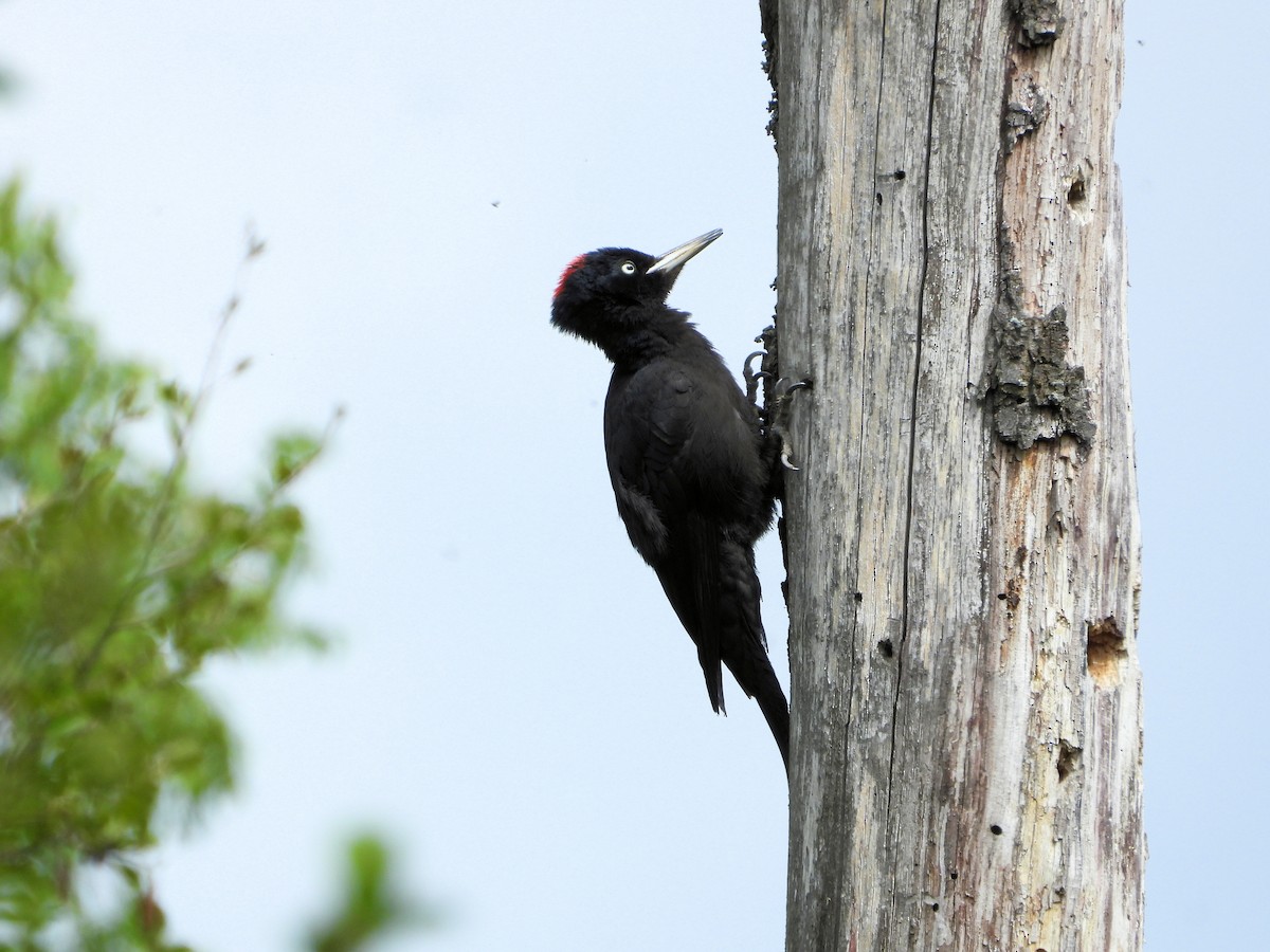 Black Woodpecker - ML636342417