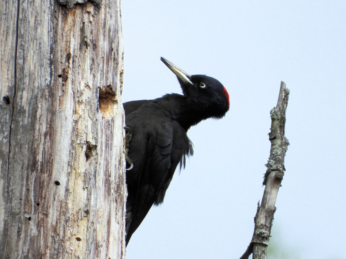 Black Woodpecker - ML636342418