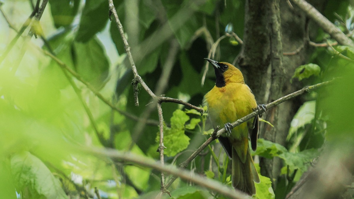Orchard Oriole - ML636342420