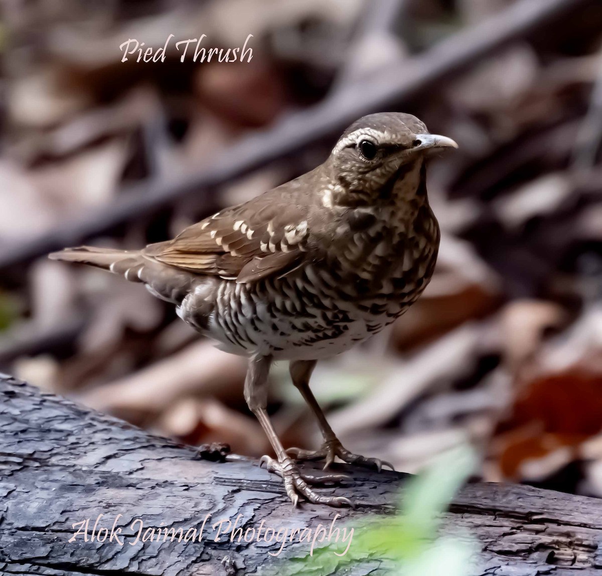 Pied Thrush - ML636342431