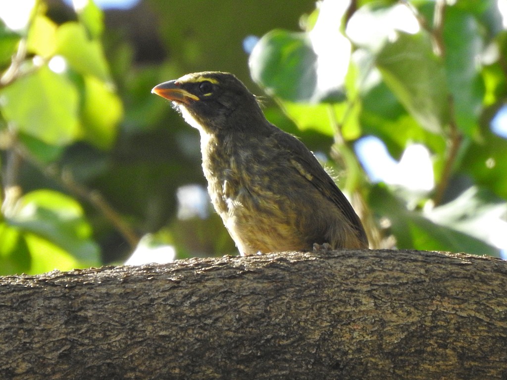 Cinnamon-bellied Saltator - ML636342507