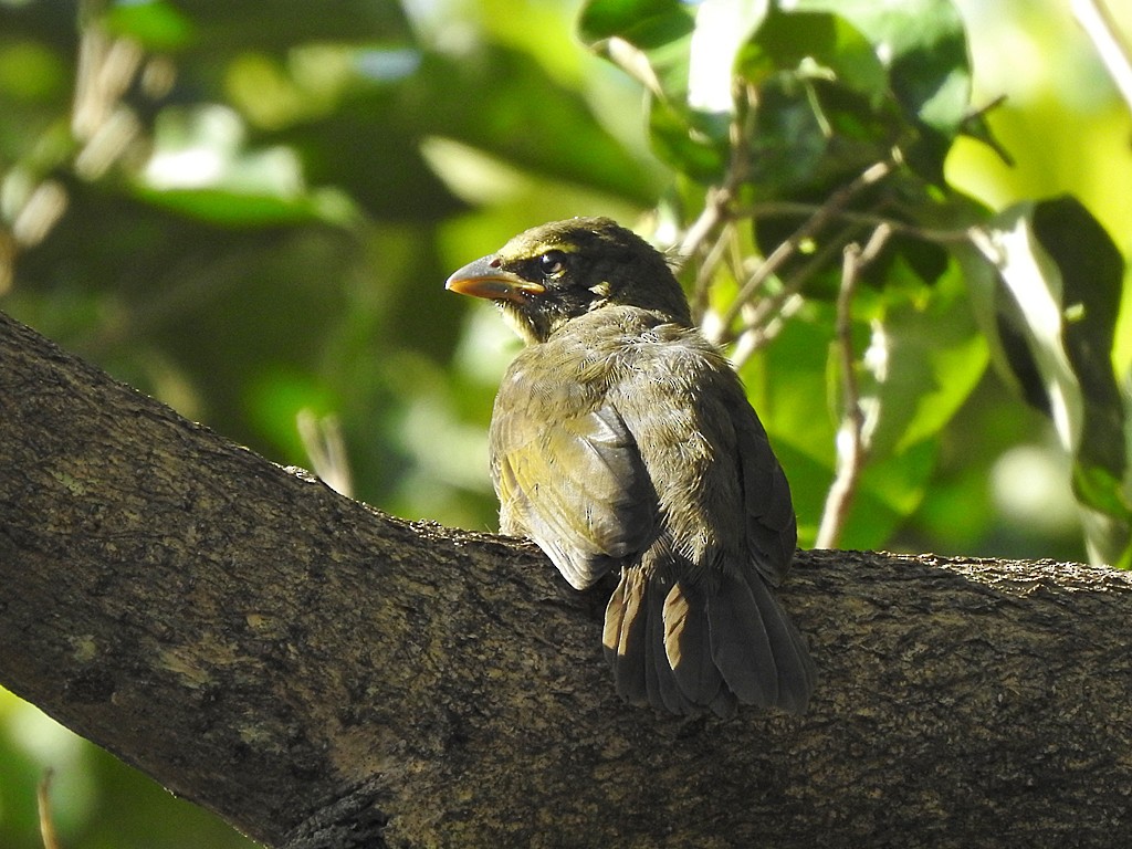 Cinnamon-bellied Saltator - ML636342508