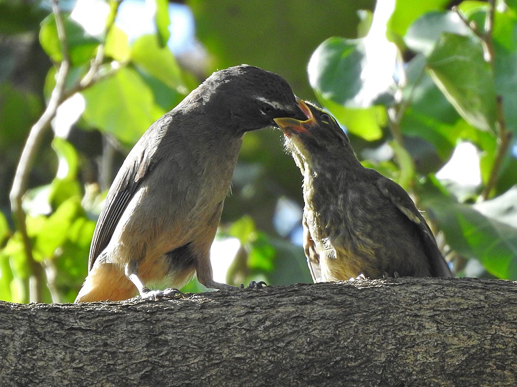 Cinnamon-bellied Saltator - ML636342509