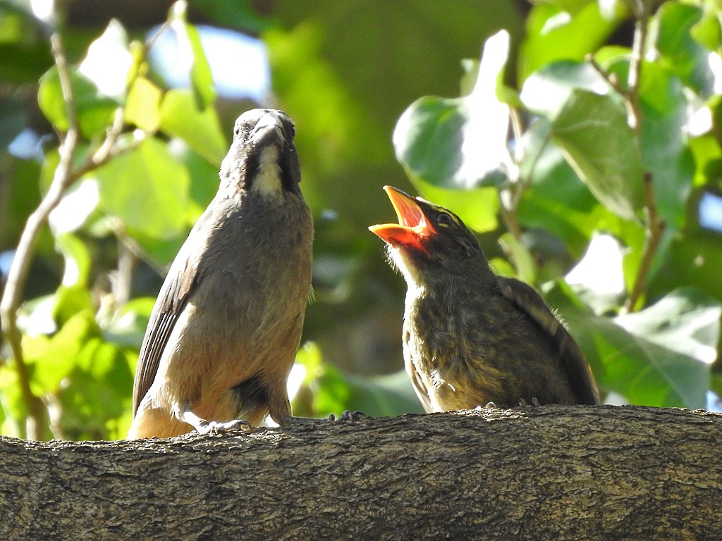 Cinnamon-bellied Saltator - ML636342510