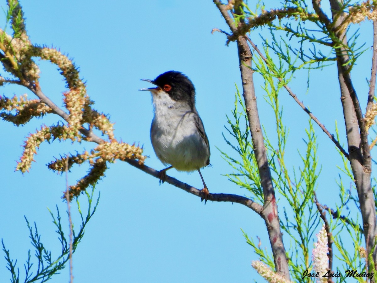Sardinian Warbler - ML636342511