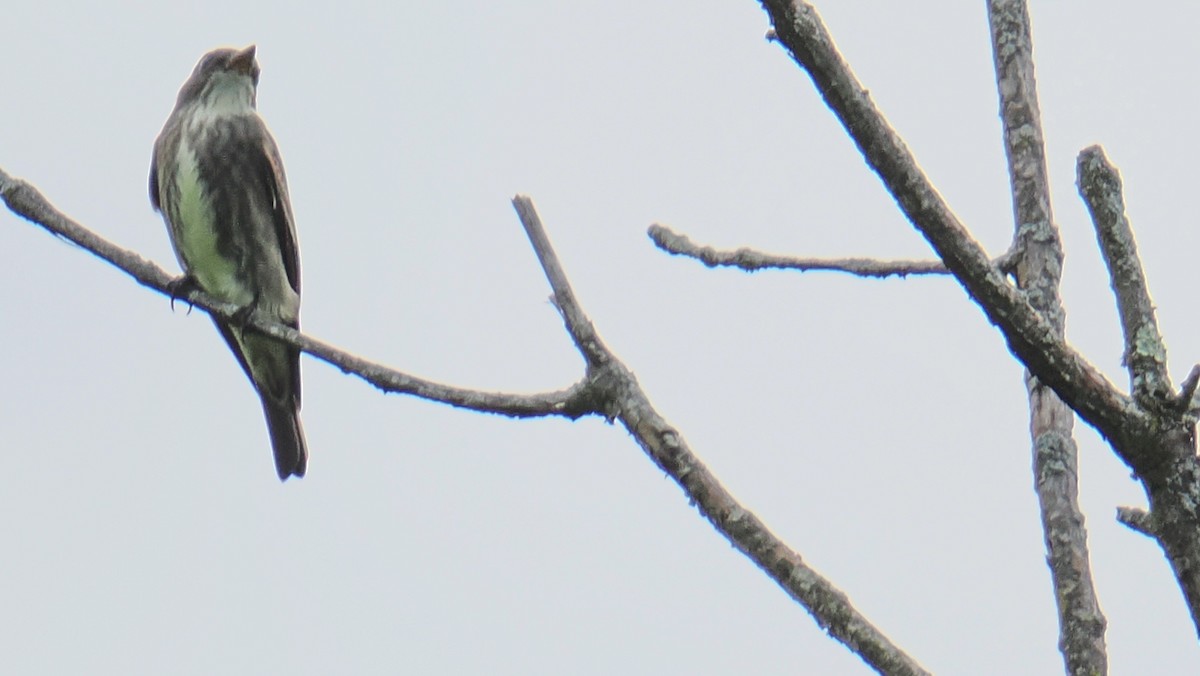 Olive-sided Flycatcher - ML636342520
