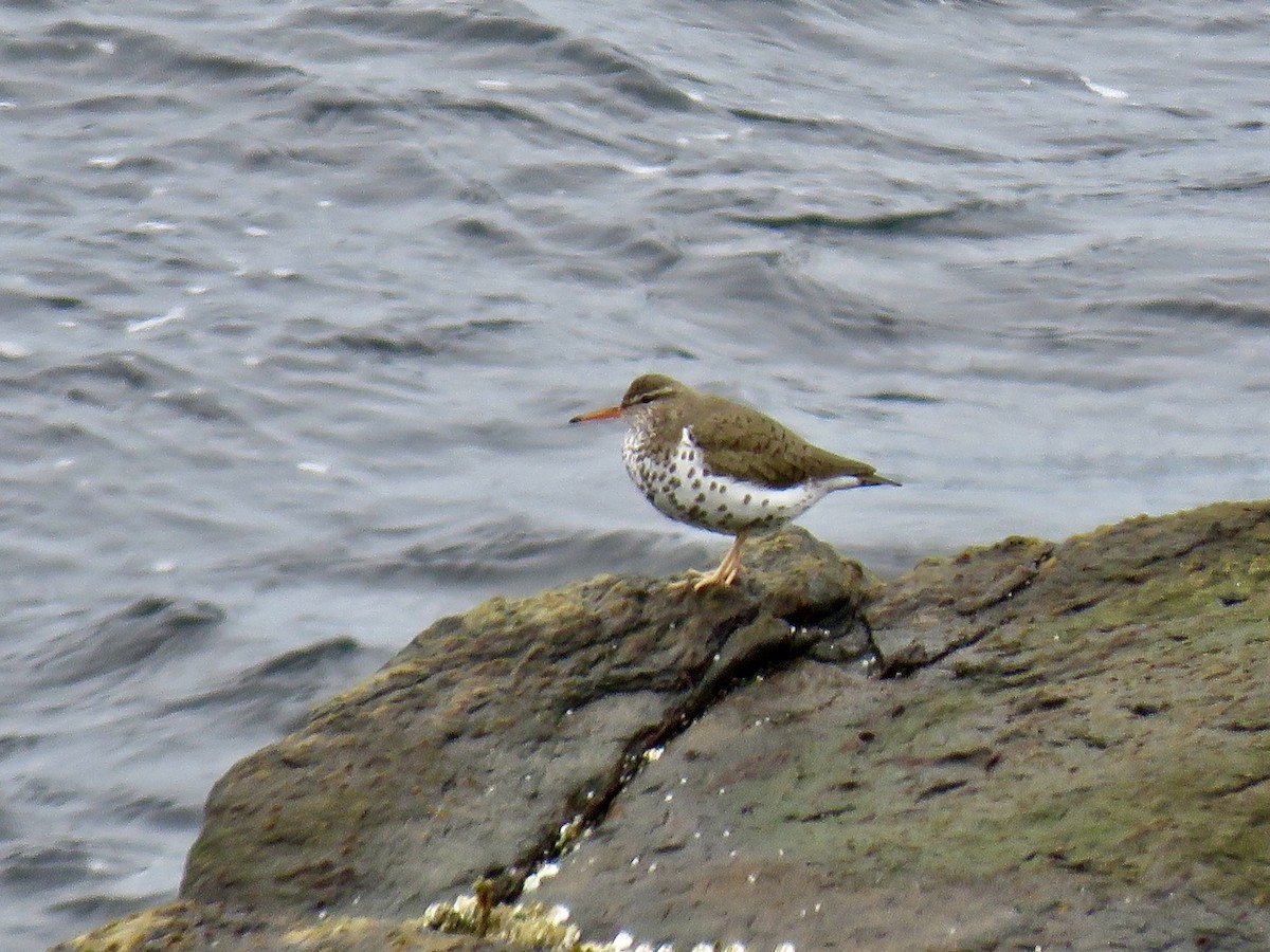 pisík americký - ML636342560