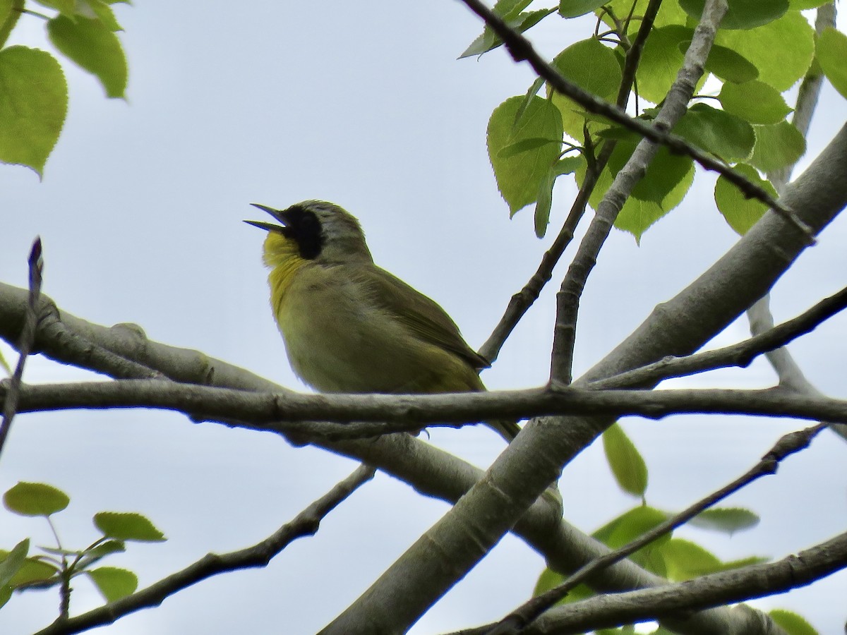 lesňáček žlutohrdlý - ML636342567