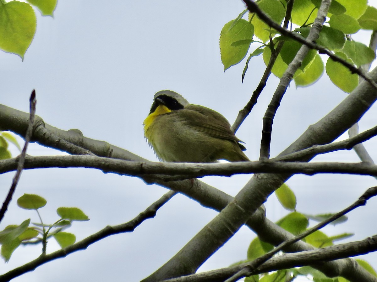 lesňáček žlutohrdlý - ML636342568